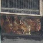 Hühner in Freilandhaltung